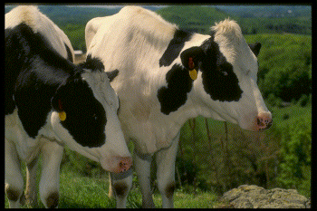 moocows.gif (64168 bytes)